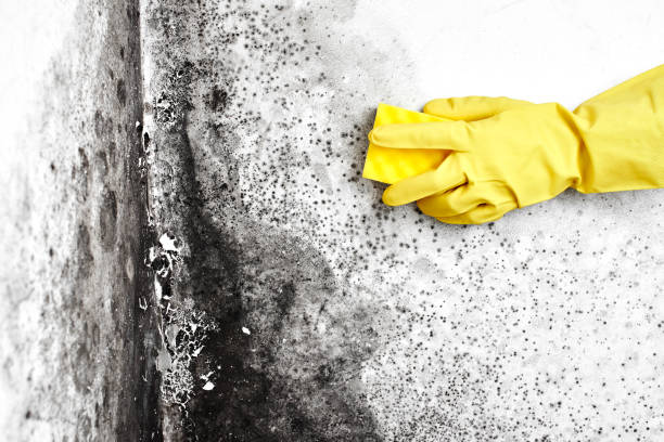 Best Residential Mold Inspection & Testing  in Muscoda, WI